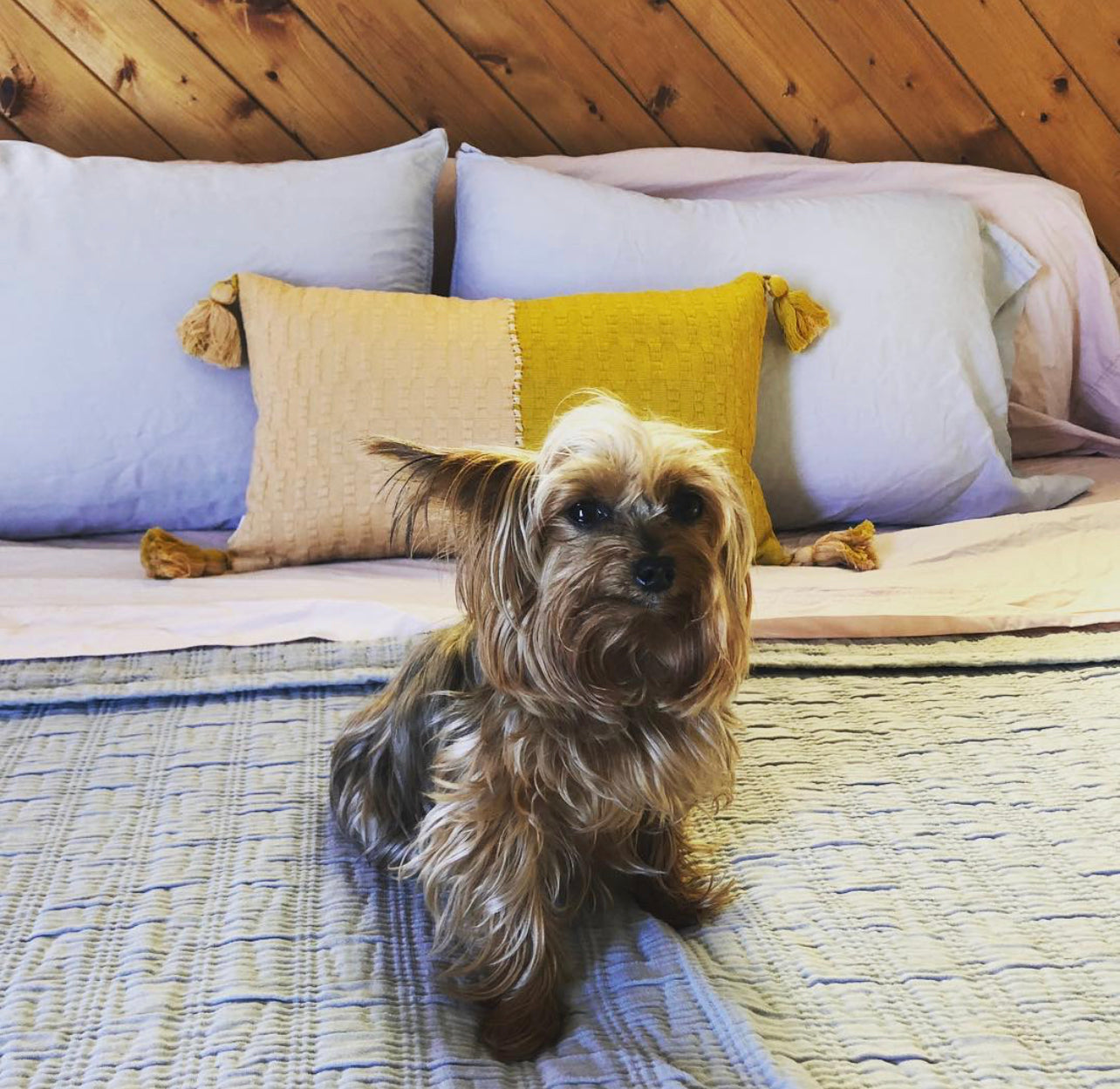 Antigua Pillow - Peach & Ochre Colorblocked