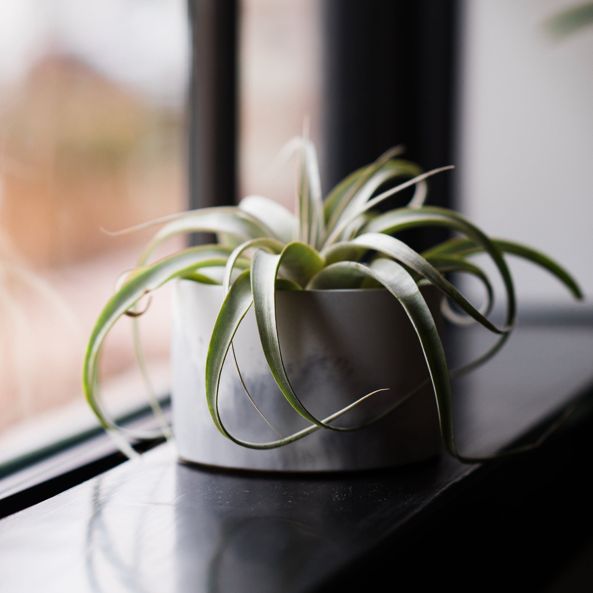 5 inch concrete vessel in grey and white with plant in it.