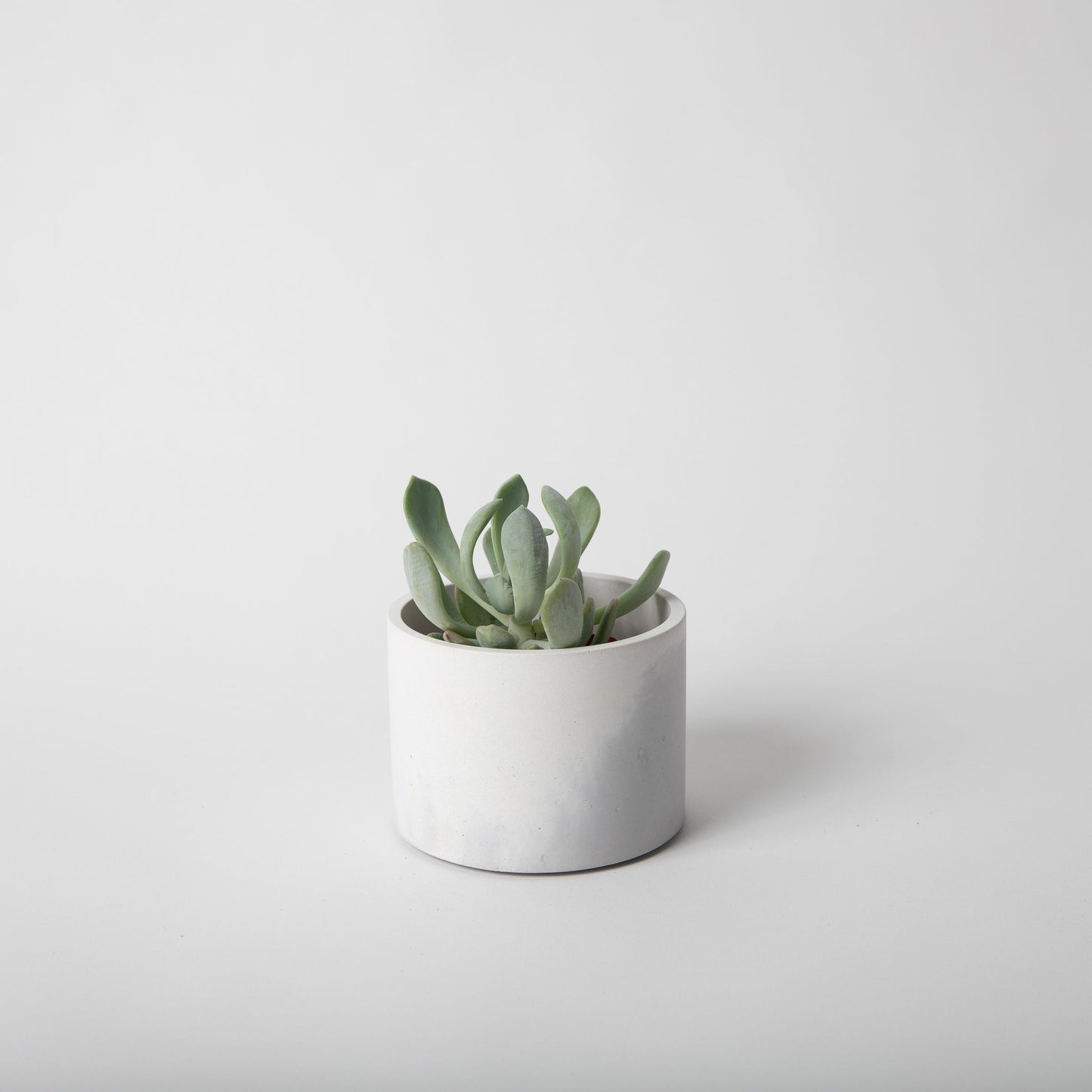 4 inch concrete vessel with cork base in grey and white holding plant.