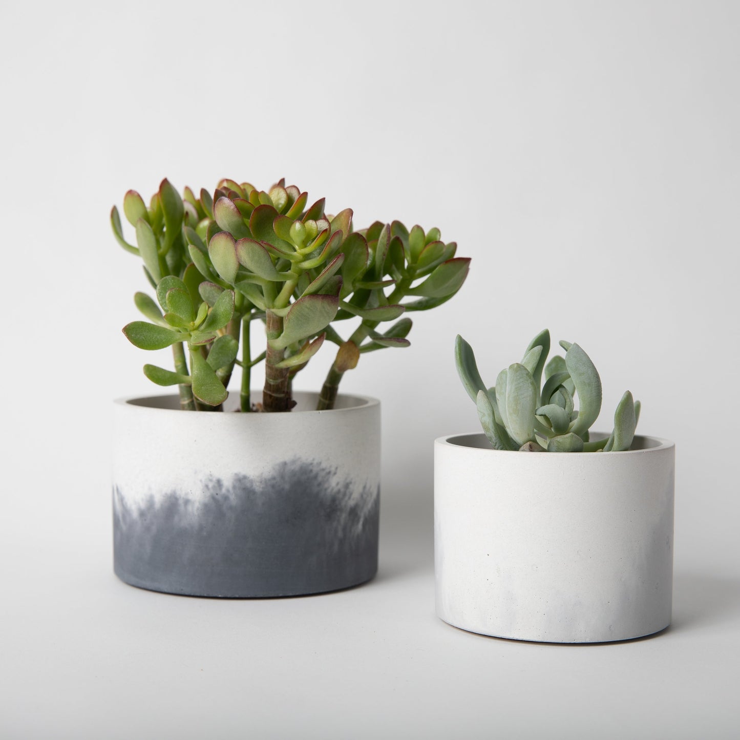 5 inch concrete vessel in black and white with plant in it next to 4 inch vessel for scale.