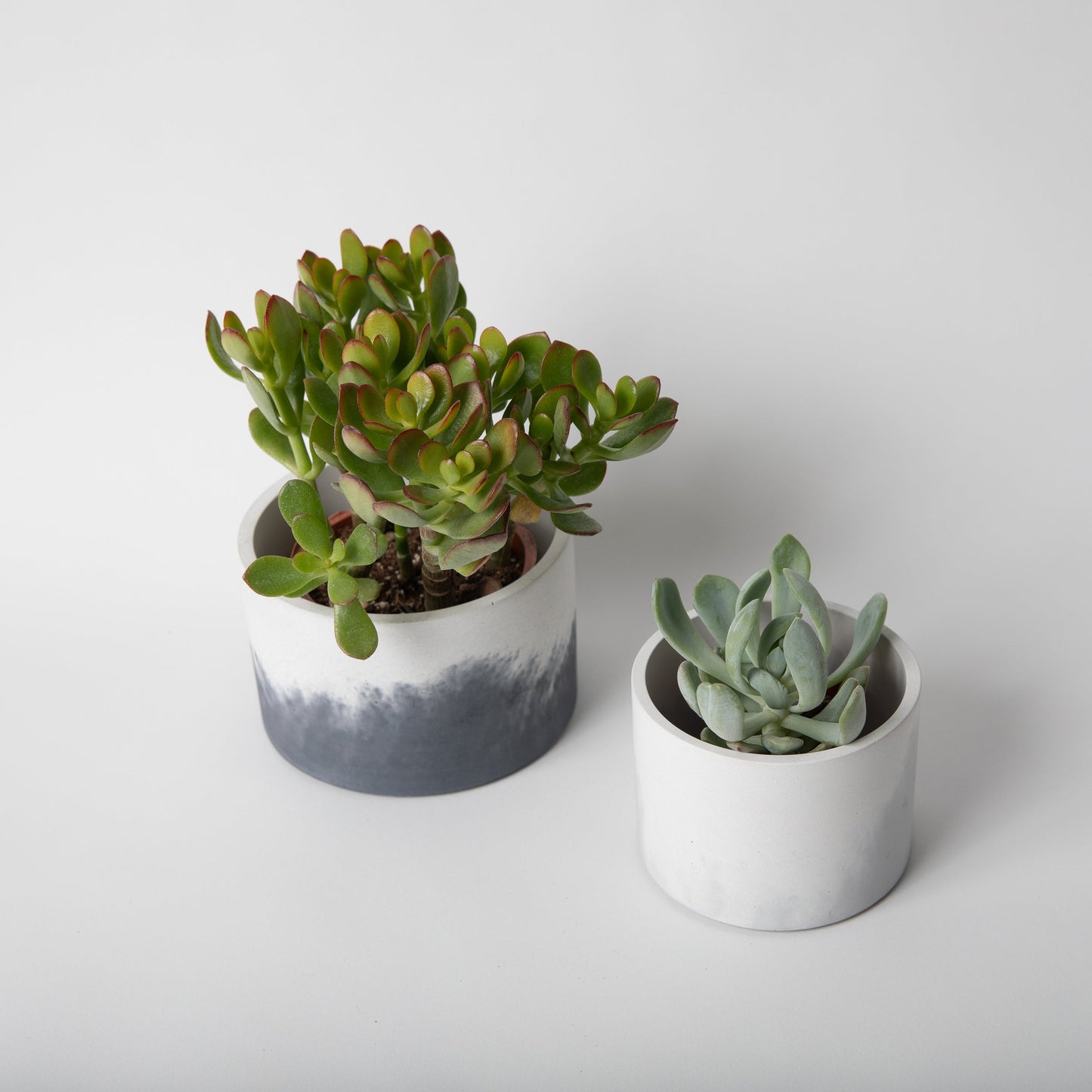 4 inch concrete vessel and 5 inch concrete vessel with plants to show scale.