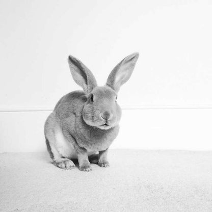 Rabbit Mugs